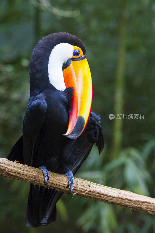 Foz do Iguaçu，热带鸟类